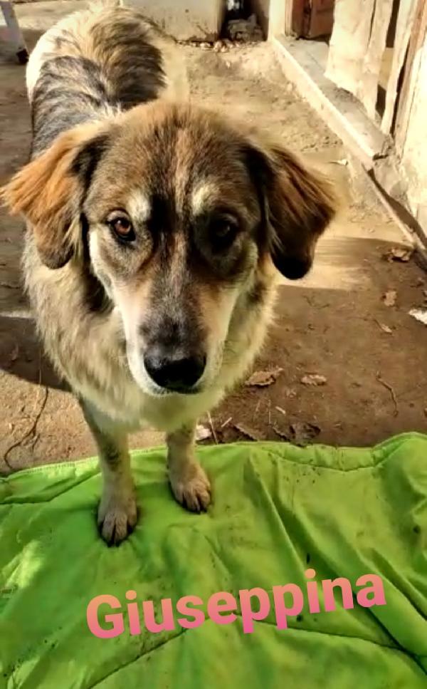 Giuseppina Giovane Simil Pastore Taglia Grande